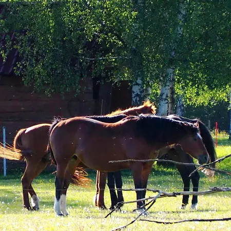 Gajnik Apartament